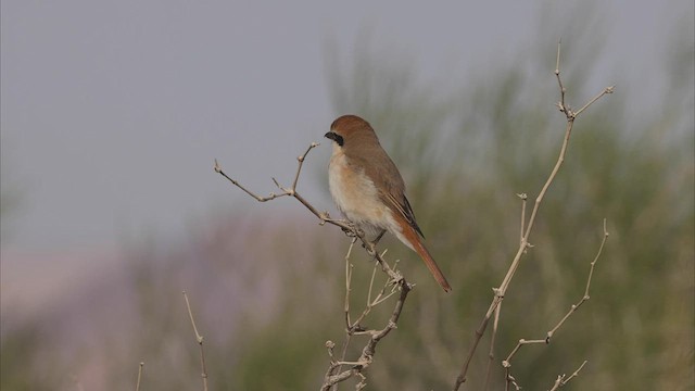 Red-tailed Shrike - ML461624971