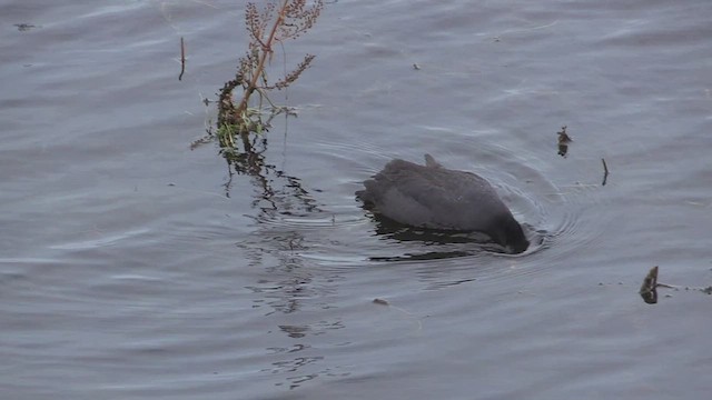 White-winged Coot - ML461625121