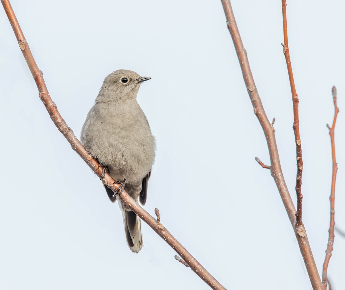 Townsend's Solitaire - ML46162641