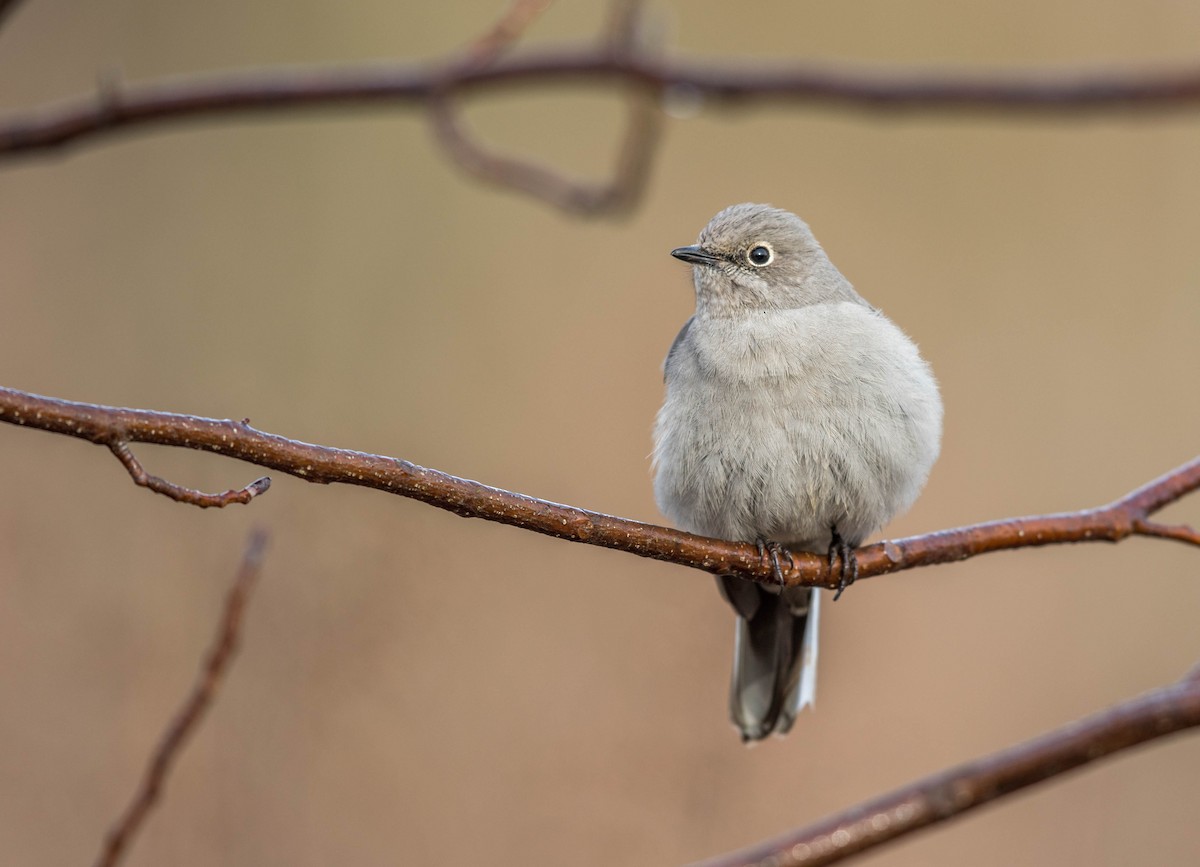 Townsend's Solitaire - Jeff Timmons