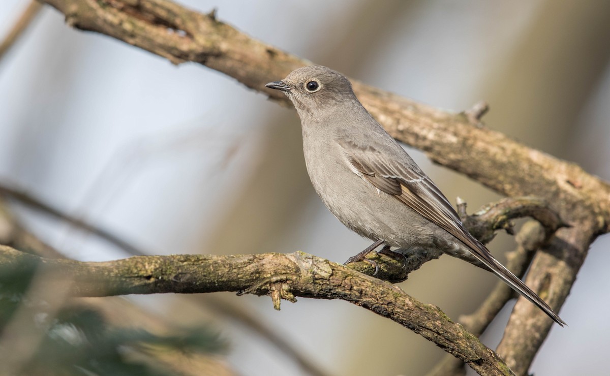 Townsend's Solitaire - ML46162661
