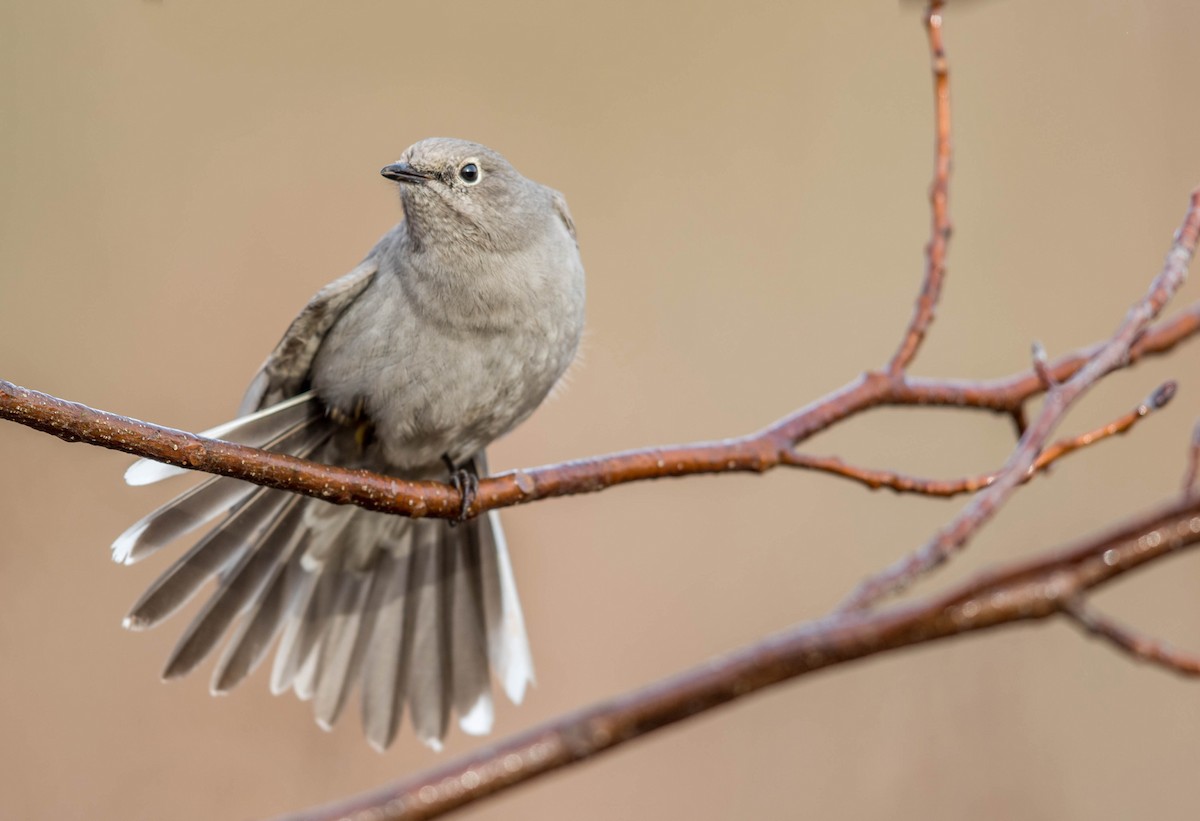 Townsend's Solitaire - ML46162671