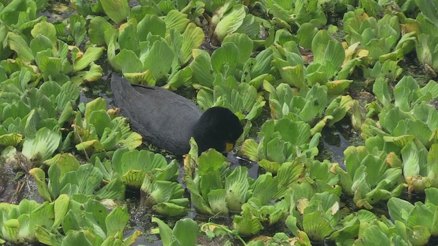 Red-fronted Coot - ML461626931