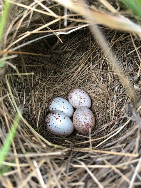 Breeding - Eastern Meadowlark - Sturnella magna - Birds of the World