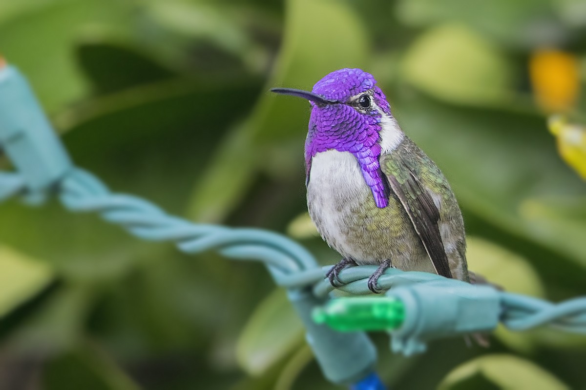 Costa's Hummingbird - ML46163091