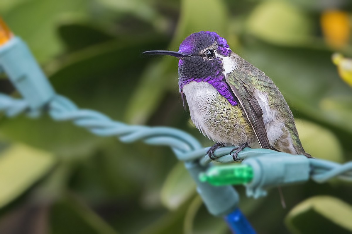 Costa's Hummingbird - ML46163101