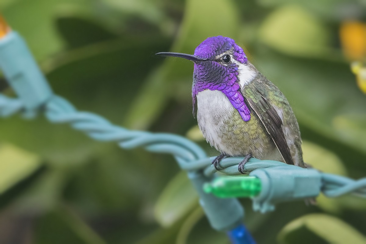 Costa's Hummingbird - ML46163111