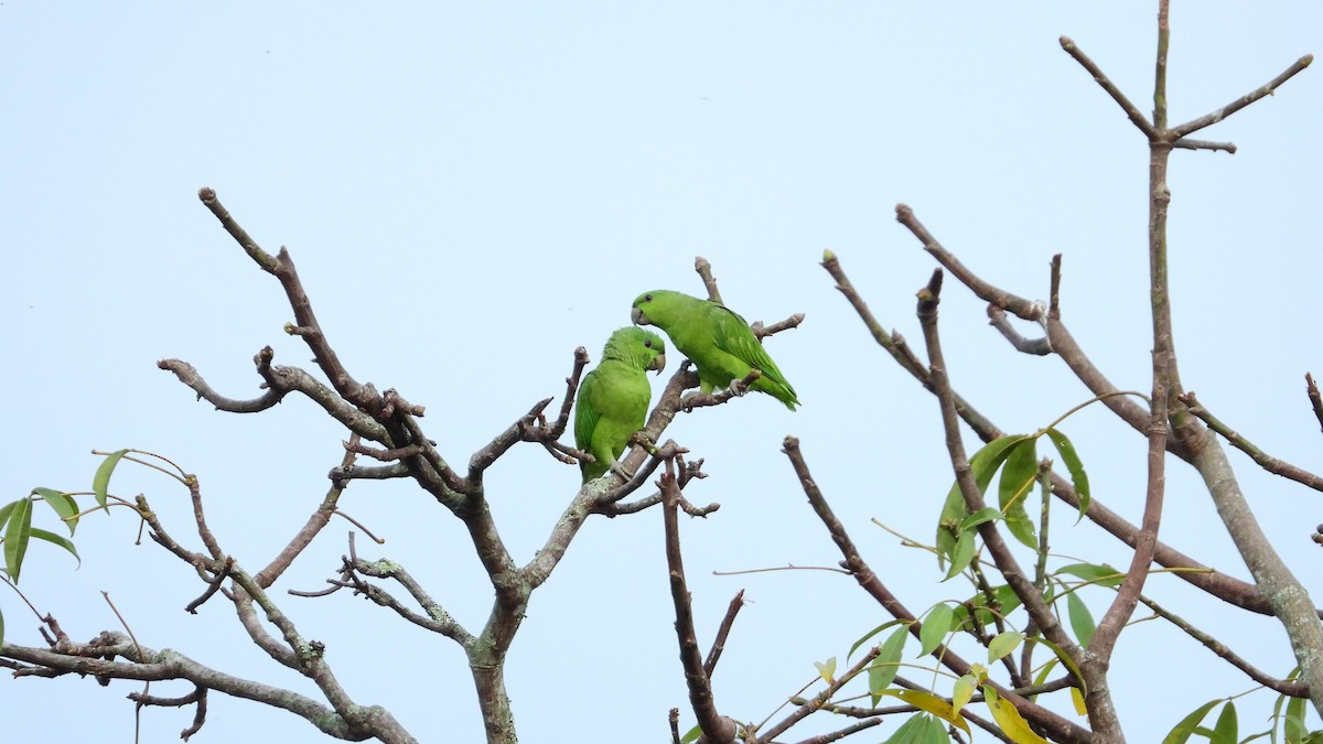 Short-tailed Parrot - ML461635361