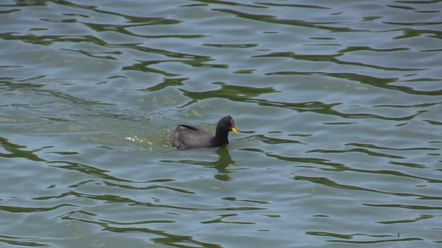 Red-fronted Coot - ML461639191