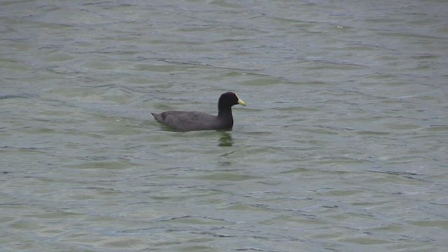 White-winged Coot - ML461644001