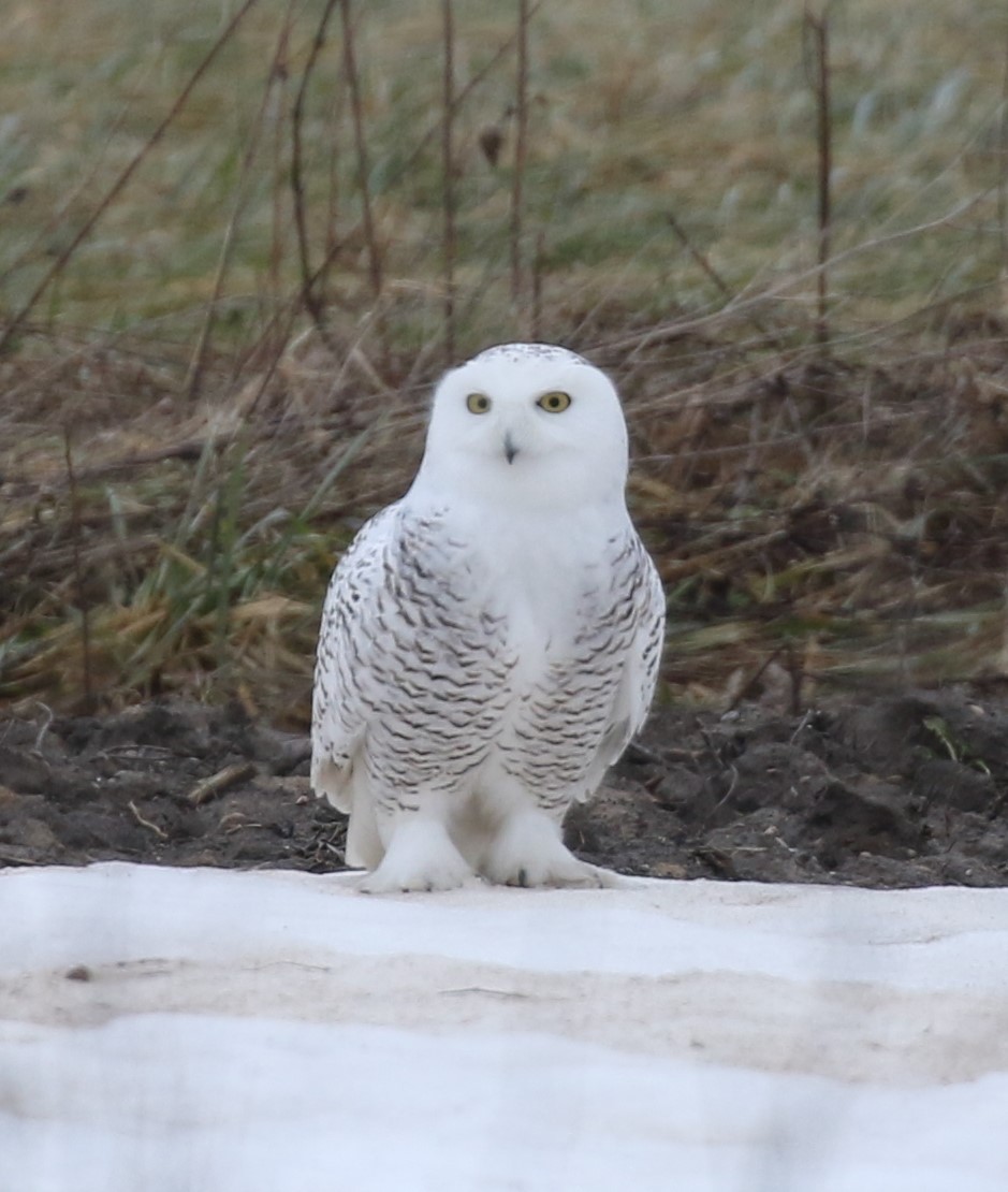 Snowy Owl - ML46164881