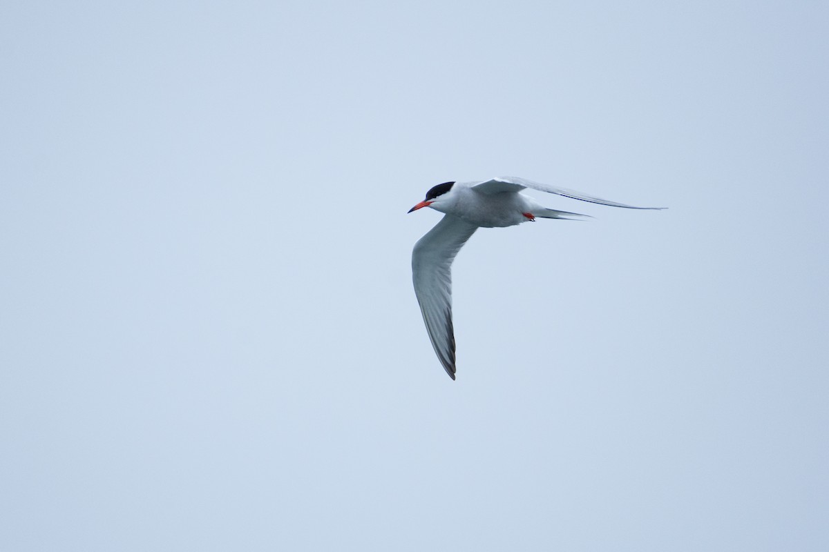 Common Tern - ML461649991