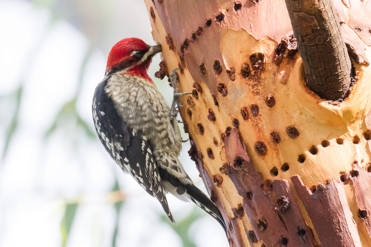 Red-naped/Red-breasted Sapsucker - ML46165051