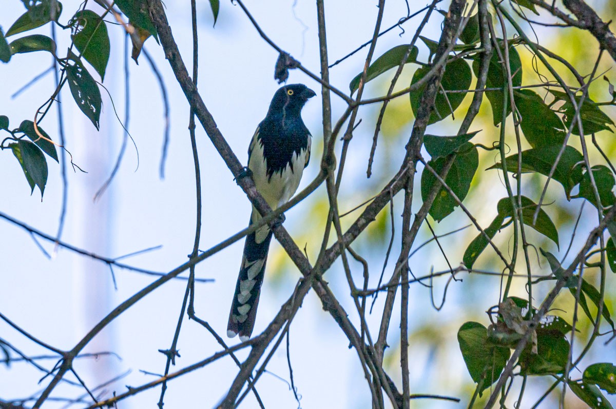 Magpie Tanager - ML461657651
