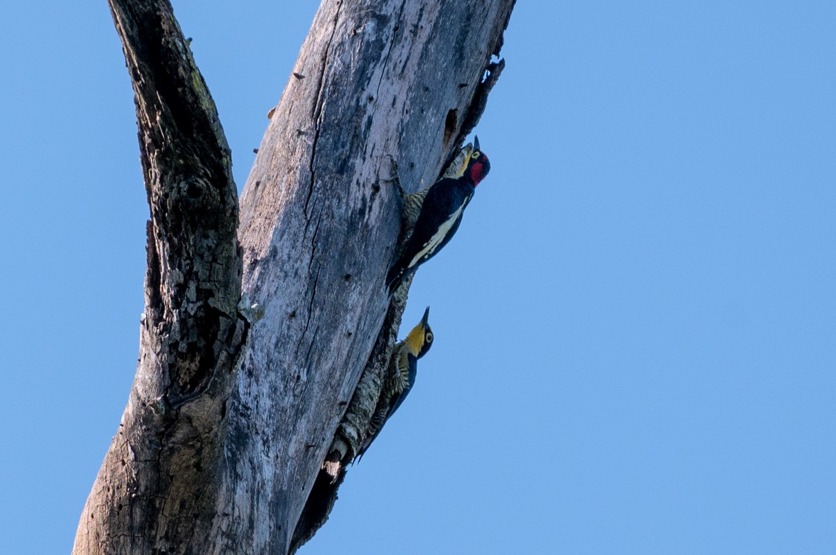 Yellow-fronted Woodpecker - Victor Hugo Michelini