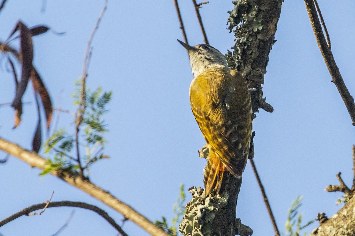 Speckle-breasted Woodpecker - ML461659441