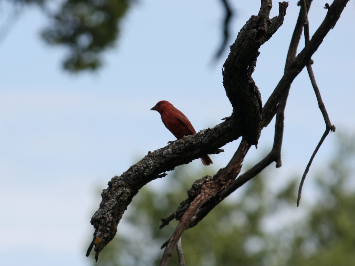 Summer Tanager - Jack Cahill