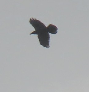 Common Raven - ML461662491