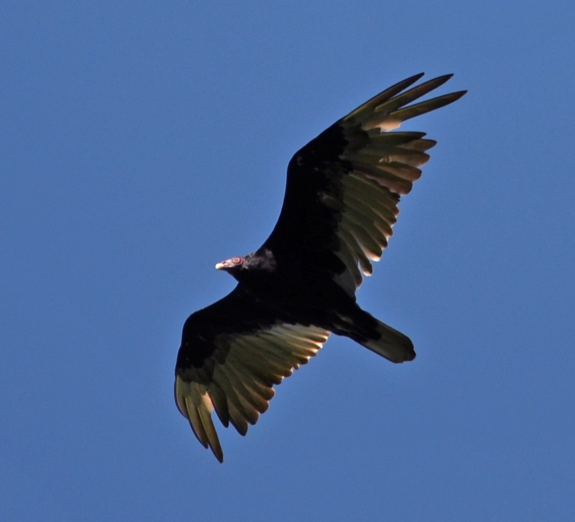 Turkey Vulture - ML461663641