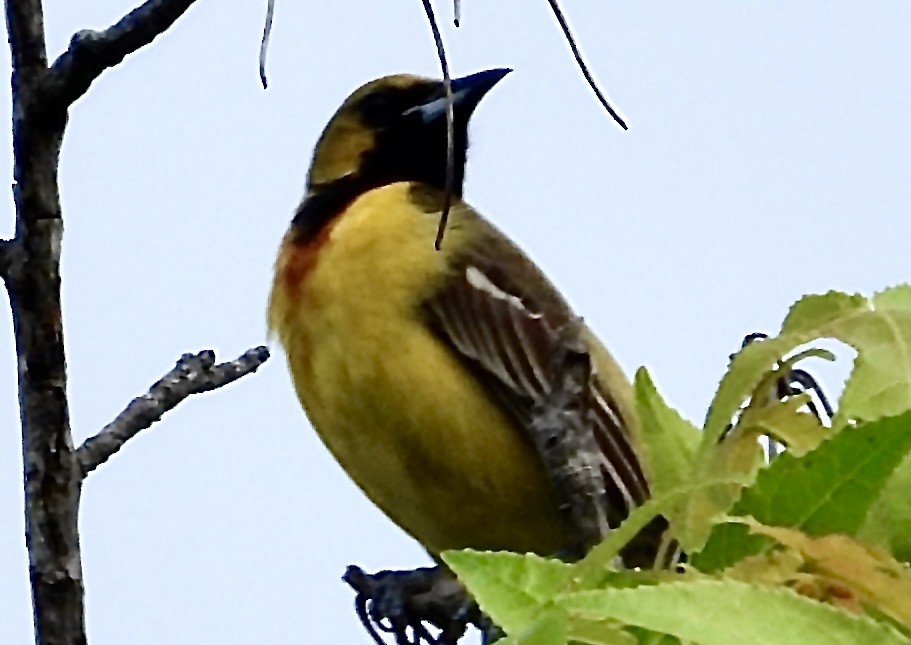 Orchard Oriole - ML461664231