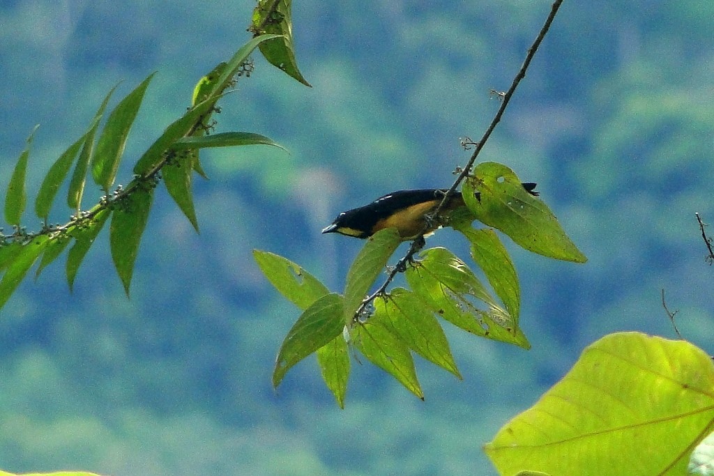 Yellow-crested Tanager - Carlos Otávio Gussoni