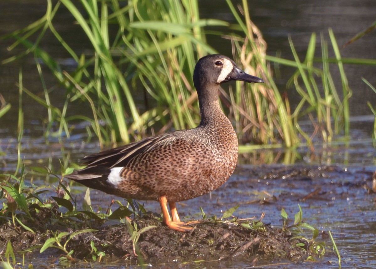 Blue-winged Teal - ML461666971