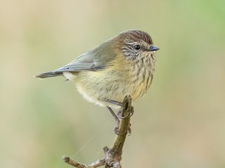  - Striated Thornbill