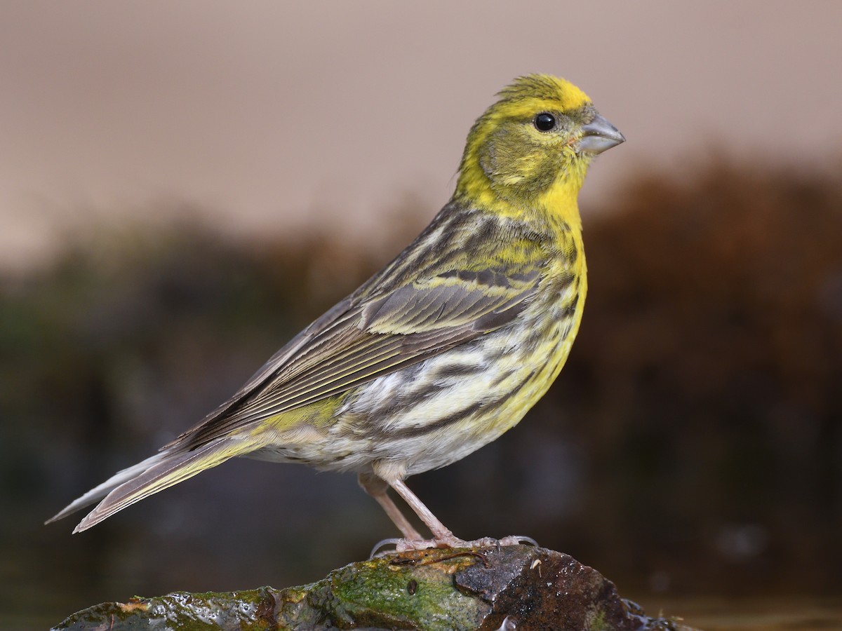 European Serin - Serinus serinus - Birds of the World