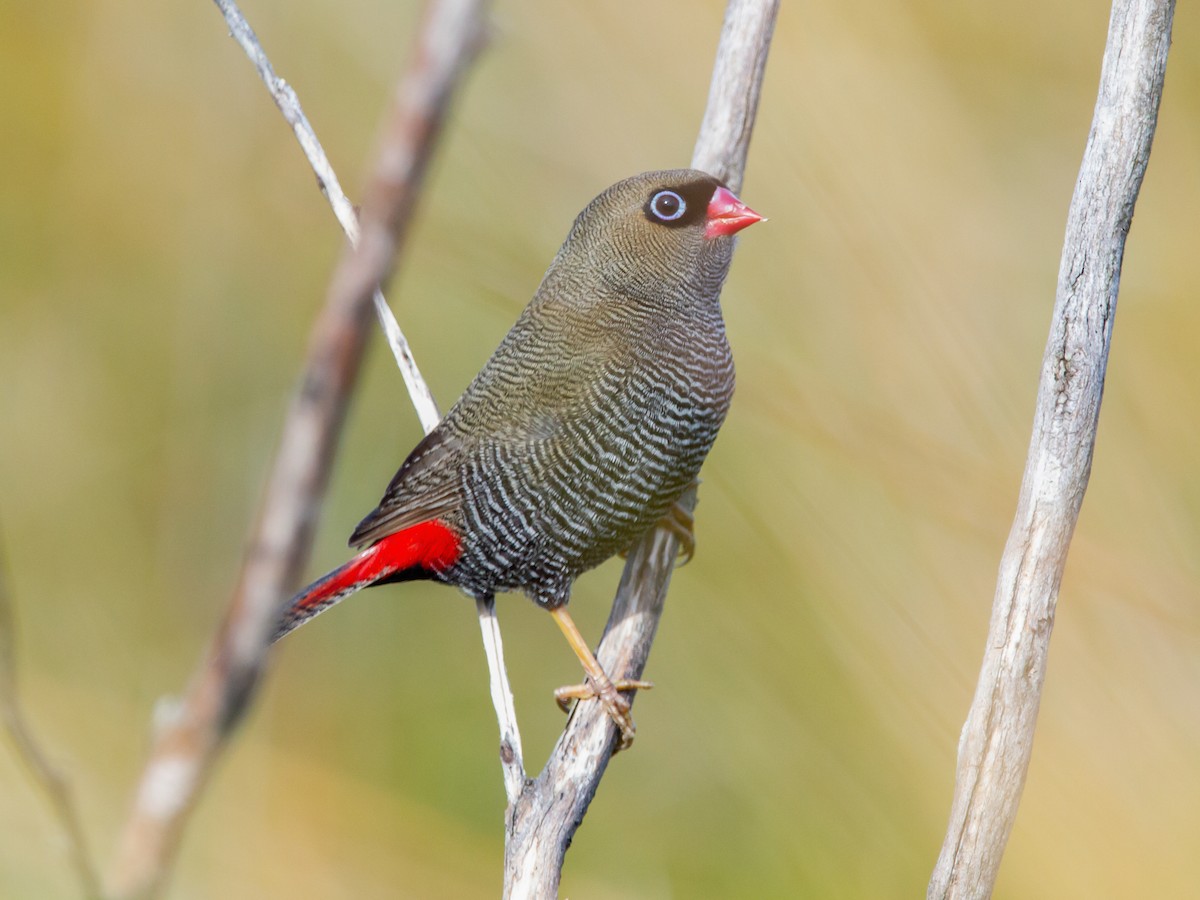 Beautiful Firetail - Stagonopleura bella - Birds of the World