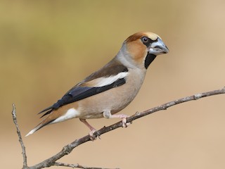  - Hawfinch
