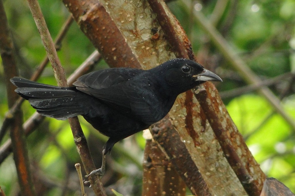 White-lined Tanager - Carlos Otávio Gussoni