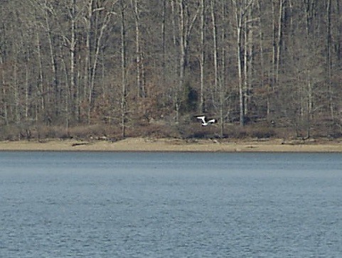 eBird Checklist - 23 Dec 2006 - Land Between the Lakes (Lyon Co ...