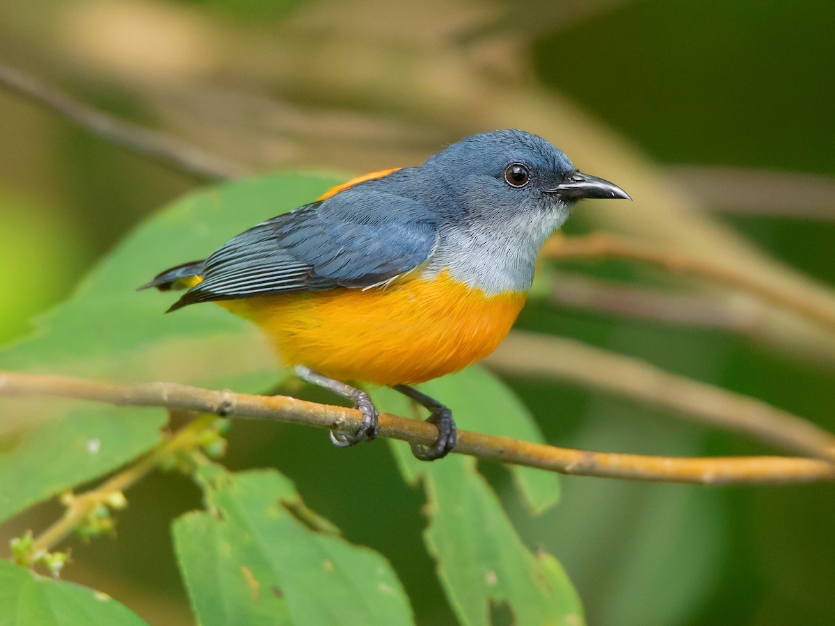 Orange-bellied Flowerpecker - Dicaeum trigonostigma - Birds of the World