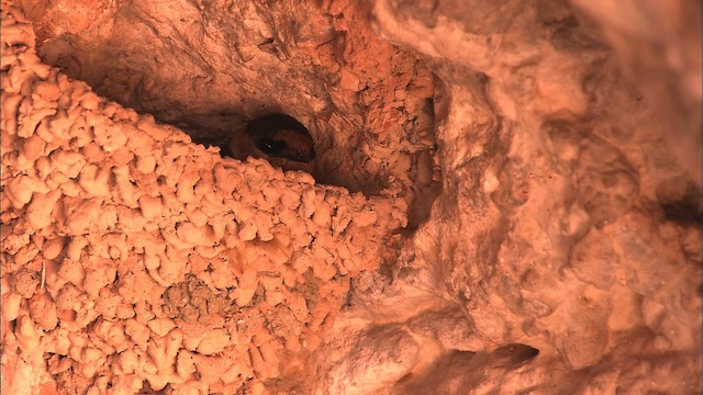 Пещерная ласточка [группа fulva] - ML461671