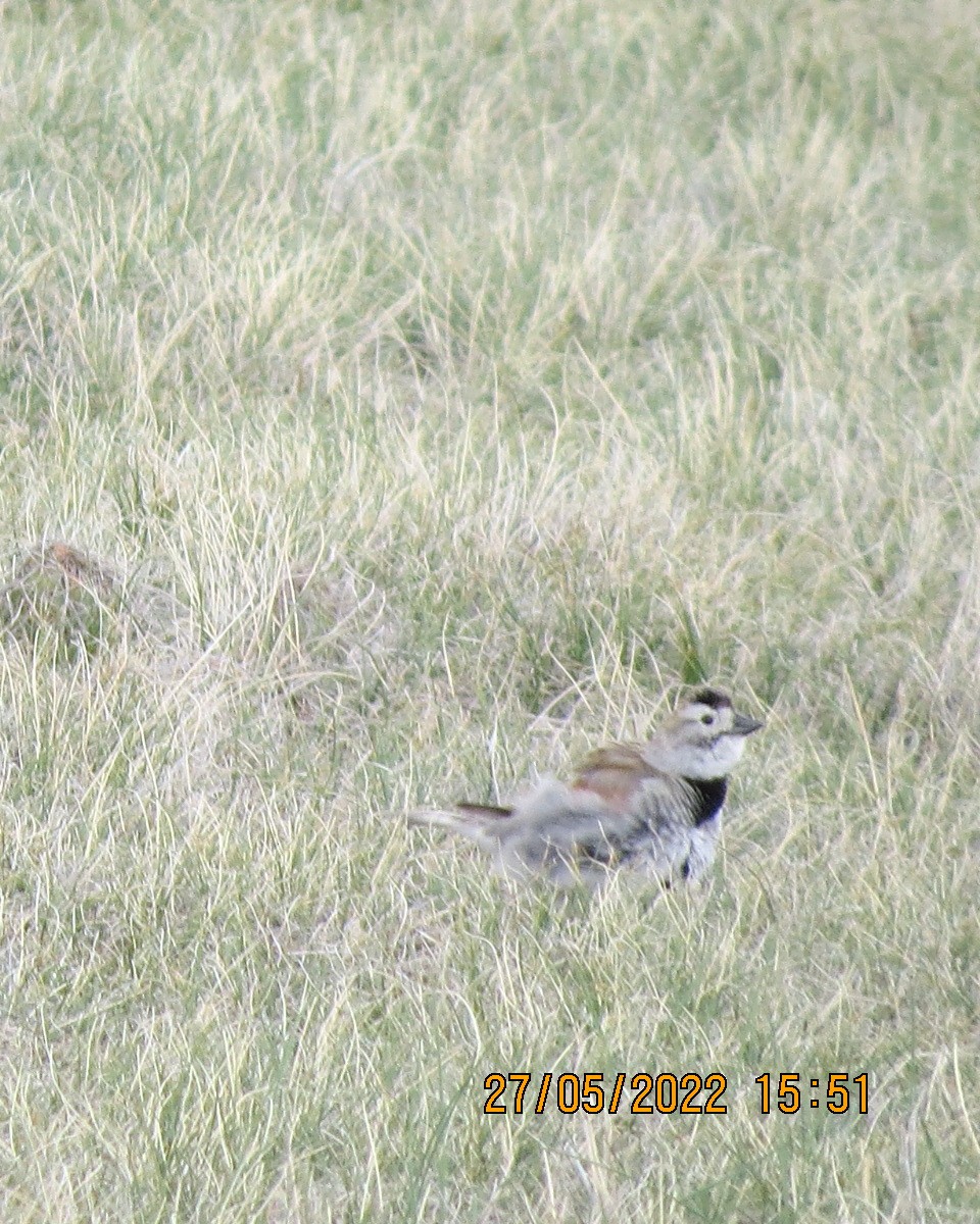 Thick-billed Longspur - ML461671721