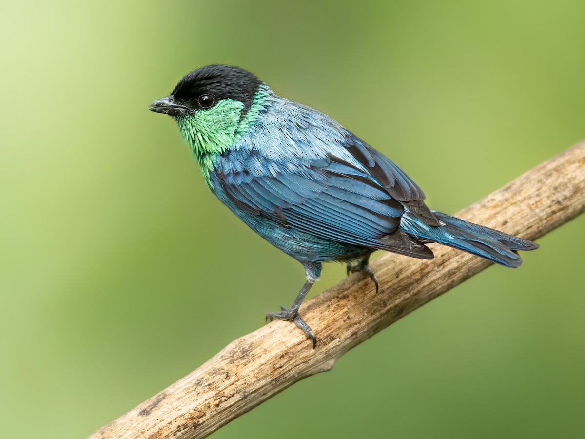 Black-capped Tanager - Stilpnia heinei - Birds of the World