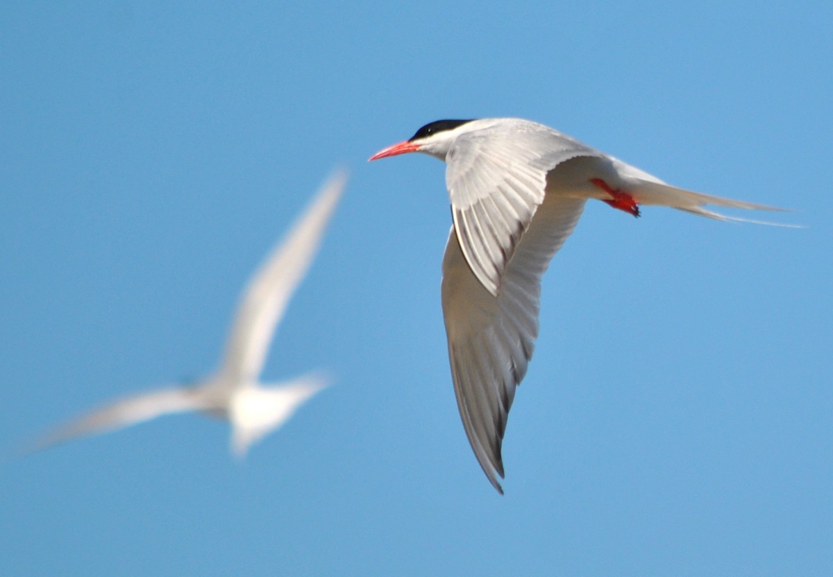 South American Tern - Julián Tocce