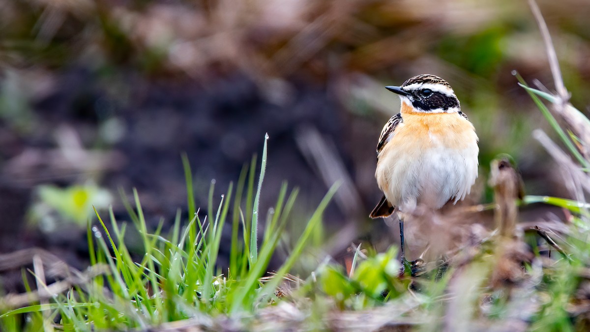 Whinchat - ML461677171