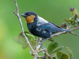  - Silvery Tanager
