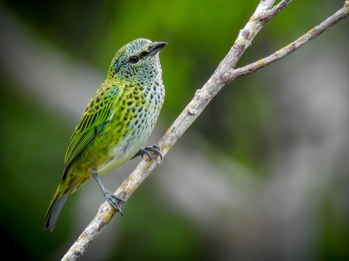 Spotted Tanager - Ixothraupis punctata - Birds of the World