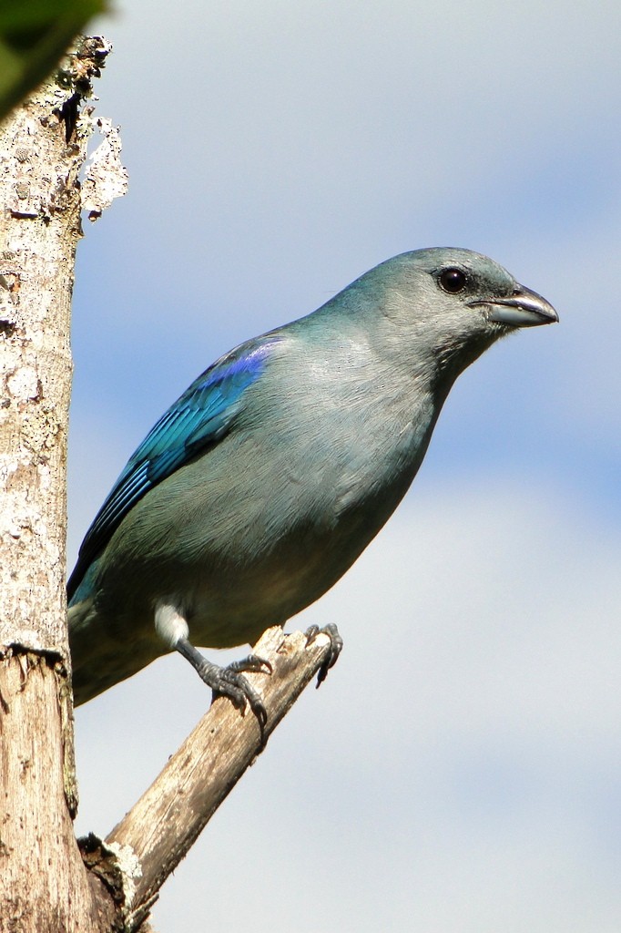 Azure-shouldered Tanager - Carlos Otávio Gussoni