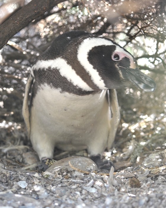 Magellanic Penguin - Julián Tocce