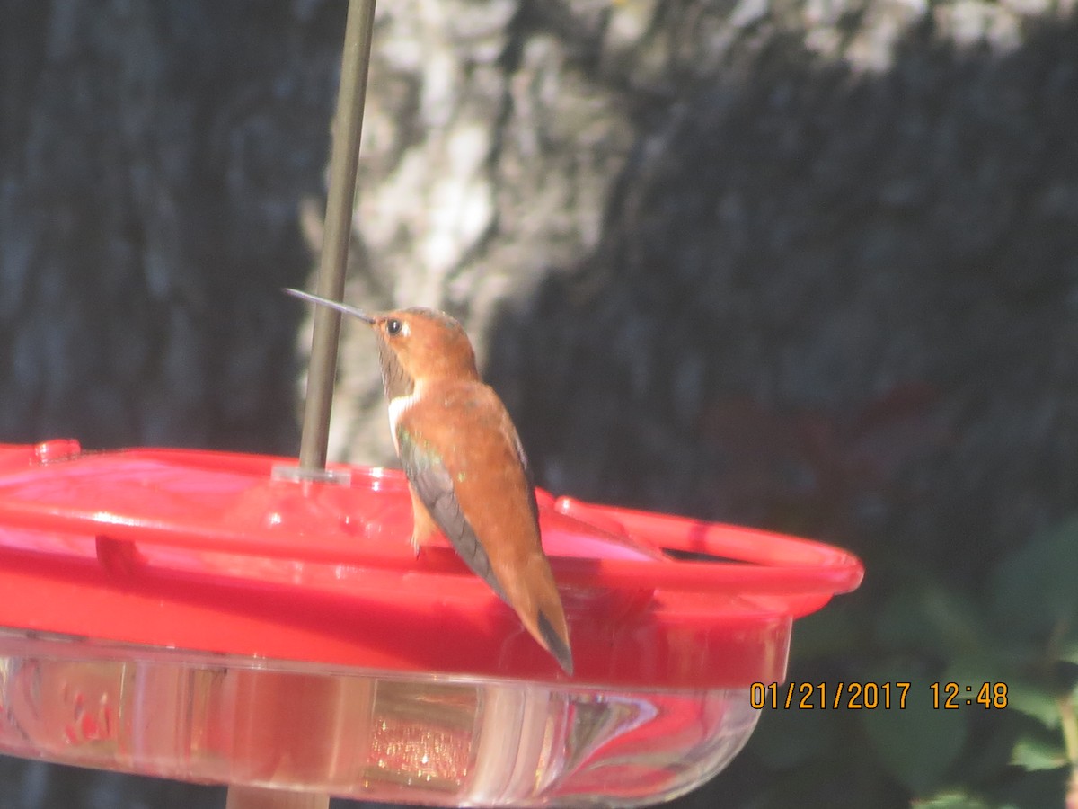 Rufous Hummingbird - ML46169241