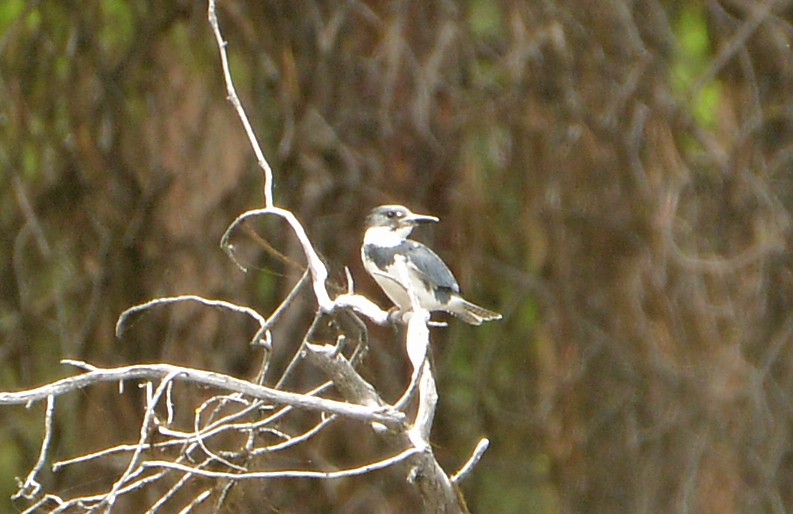 Belted Kingfisher - ML461694991