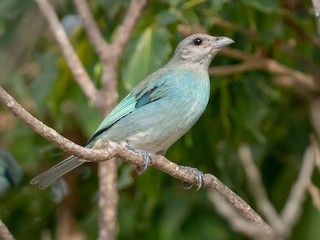  - Glaucous Tanager