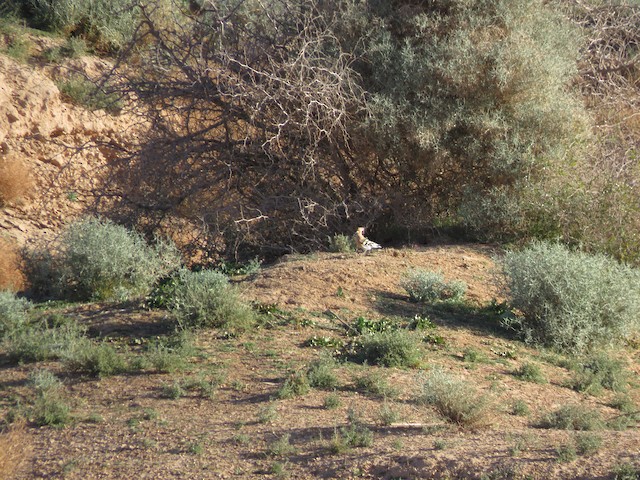 Bird foraging during nonbreeding season; Ghardaïa, Algeria. - Eurasian Hoopoe - 