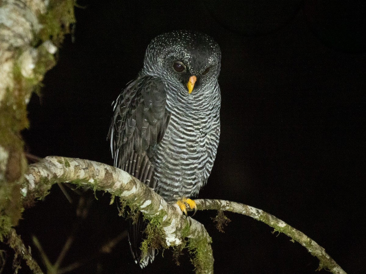 Black-banded Owl (San Isidro) - ML461702261