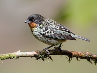  - Rufous-throated Tanager