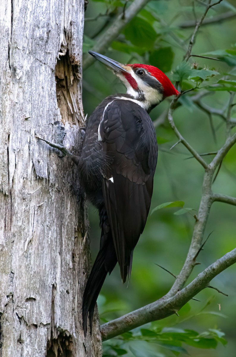 Pileated Woodpecker - ML461708821