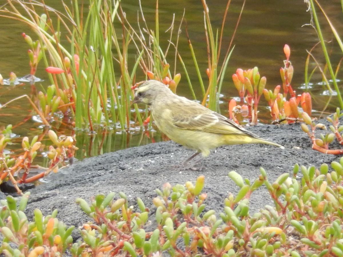 Yellow-fronted Canary - ML461708891